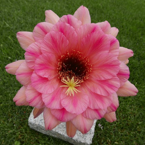 Cactus ibridi - cactus,