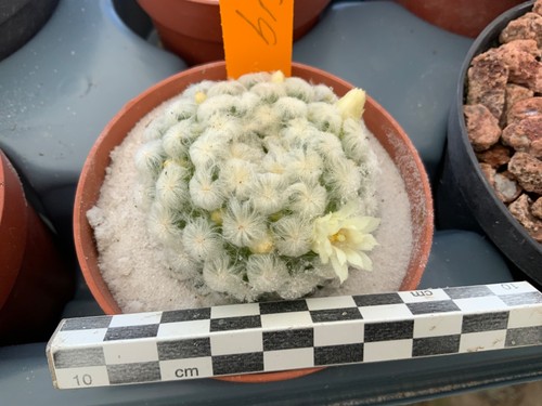 Wysiwyg 619 mammillaria - 619,