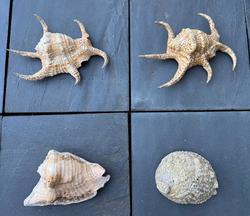 Lotto grandi lumache mare - lotto,