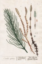 Cauda Equiseto Arvense