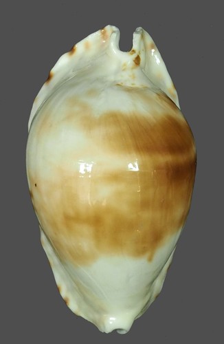 Cypraea marginata albanyensis - marginata,