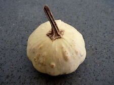 5 Zucca cv "Patission Blanche" SEMI ORTAGGI rarissimo cultivar belga SAMEN KORN