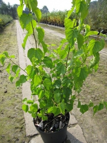Morus alba gelso bianco - morus,