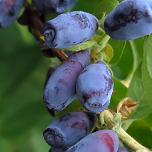 Lonicera kamtscha karina - kamtscha,