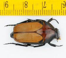 BEETLE - Cetoniidae -