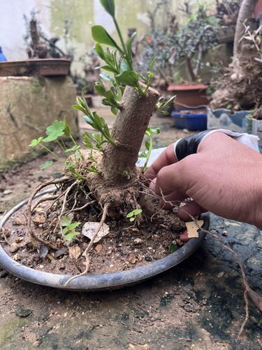Bonsai olivastro come - , foto