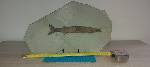 Pesce fossile sphyraena - pesce, -sphyraena