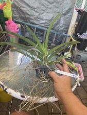 Vanda Kulwadee X Painter Dream