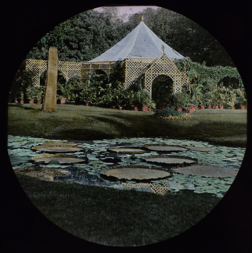 Giant lily pads pond - lily, c1890