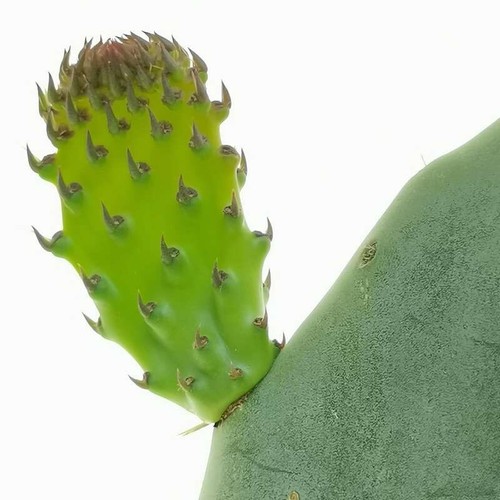 Fico india opuntia - -,