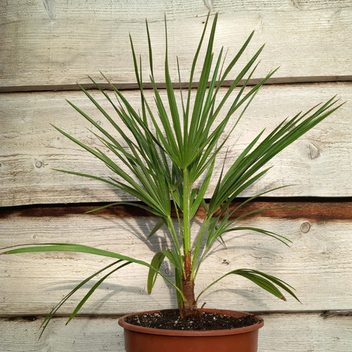 Vulcano chamaerops humilis - chamaerops,