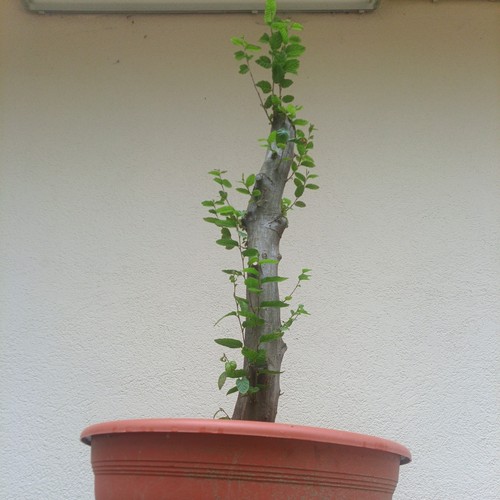 Bonsai carpino bianco - bonsai,