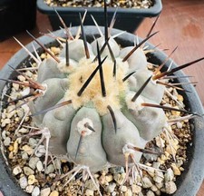 1pc Copiapoa cinerea  WYSIWYG