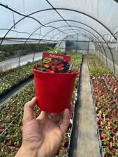 NON DISPONIBILE PIANTA DI