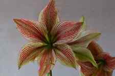 Hippeastrum Exotic Star x LPn2 -10 seeds