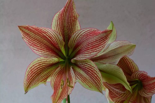 Hippeastrum aulicum exotic - x,