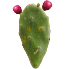 5pz Pianta grassa pala fico d'india frutti rossi - Opuntia Stricta o Dilleni