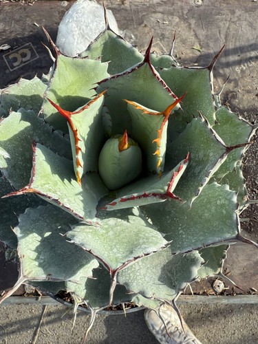 Agave potatorum kissho kan - kissho,