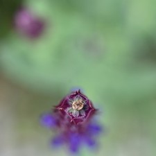 Nikon Micro-Nikkor AI-S 55mm