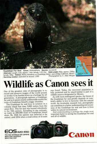 Canon eos 620 650 1988 - canon,