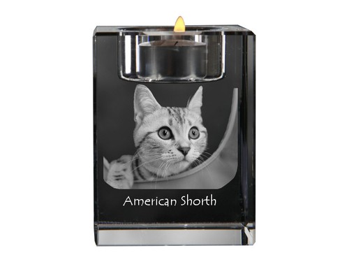Americano shorthair - shorthair,