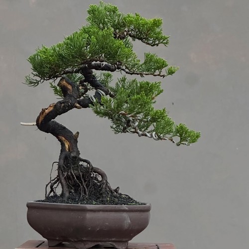 Bonsai albero vivo - albero,