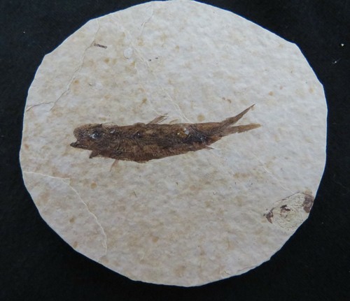 Pesce fossile green river - pesce,