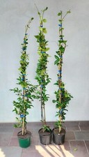 Piante rincospermum - piante, di