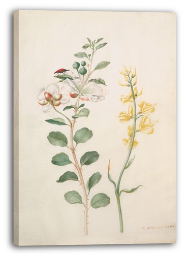 Tela cornice maria - maria, sibylla