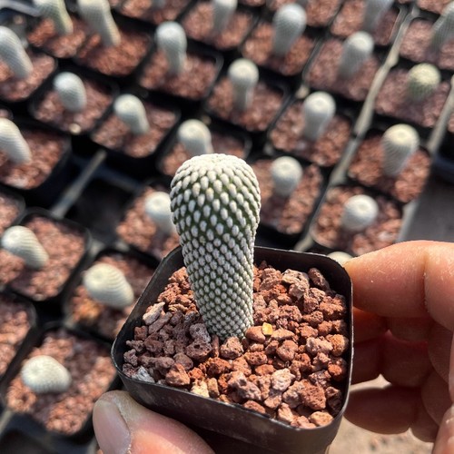 Pianta cactus succulenta - cactus,
