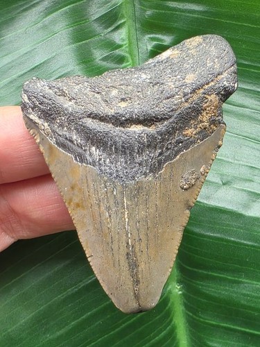 Dente grigio del megalodonte
