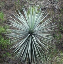 Dasylirion lucidum | Mexican
