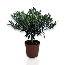 Pianta Di olivo CERTIFICATA ulivo olea europea vaso 17 cespuglietto cespuglio
