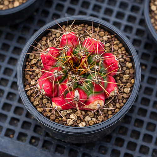 Thelocactus panarottoanus
