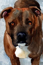 612731 Pitbull Miglior Regalo