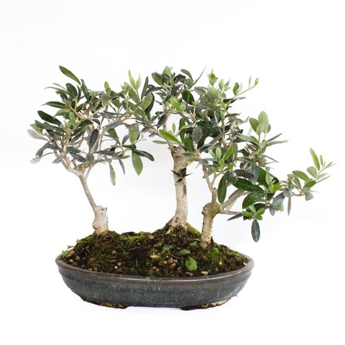 Bonsai olea europaea - -,