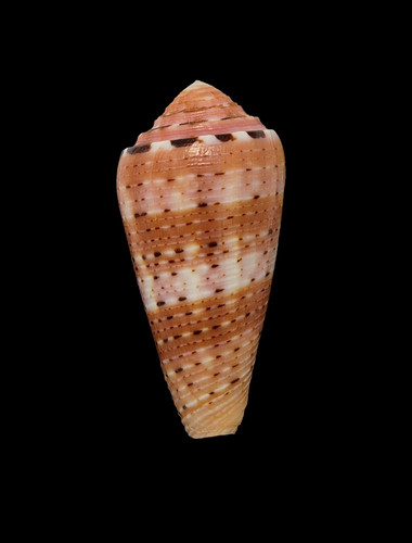 Conchiglia shell conus - conchiglia,