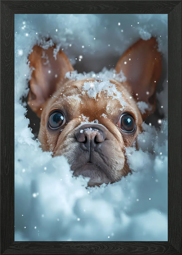 Bulldog francese cucciolo - , di