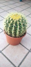 Cuscino della suocera - , 18