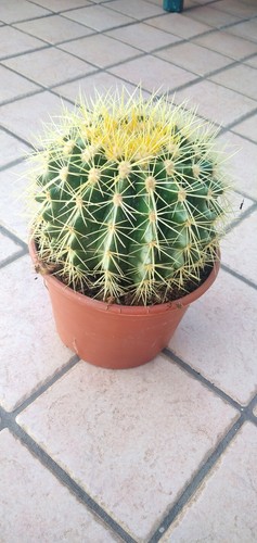Cuscino della suocera vaso - , 18