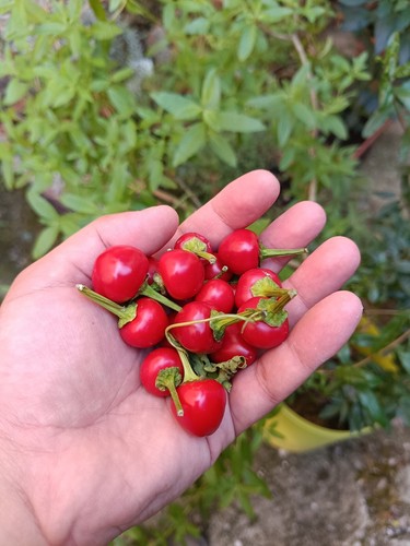 Semi ciliegino peperoncino - semi,