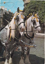 Shire Horses Postcard unused marks on face
