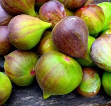Ficus carica cv FIORONE