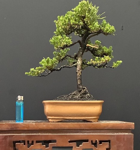 Bonsai juniperus chinensis - di,