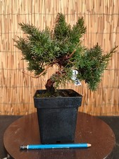 Bonsai di Ginepro Kiushu h