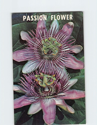 Cartolina fiore della passione - cartolina,