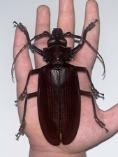 Titanus giganteus – BRASIL