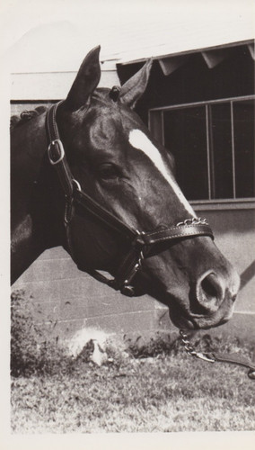 Foto stampa 1979 tripla corona