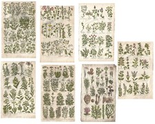 Stampe antiche ERBARIO JOHN HILL 7 STAMPE BOTANICA 1756 Antique prints
