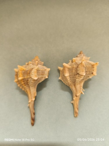 Conchiglie bolinus brandaris - 2,